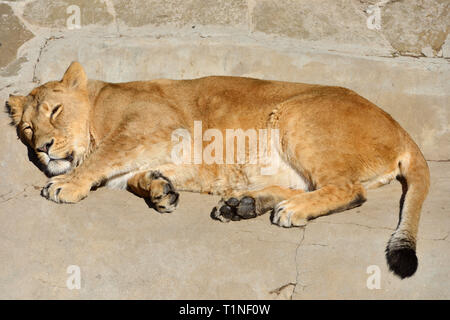 Süße Träume. Lustige asiatische Löwin (Pantera leo persica) schläft Stockfoto