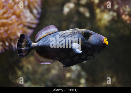 Clown Drückerfisch (Balistoides conspicillum), auch bekannt als Die bigspotted Drückerfische. Stockfoto