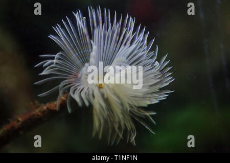 Mittelmeer spallanzanii fanworm (Nachname), auch als der Staubwedel Wurm bekannt. Stockfoto