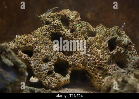 Honeycomb worm (Sabellaria alveolata). Marine Tier. Stockfoto