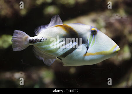 Lagune-Drückerfisch (Rhinecanthus Aculeatus), auch bekannt als der Picasso-Drückerfisch. Stockfoto