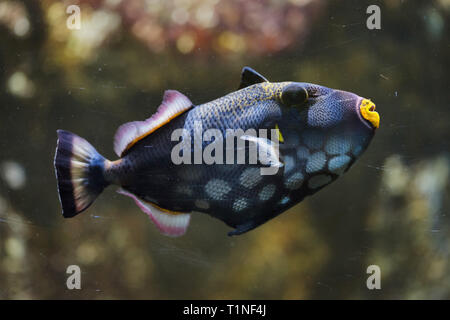 Clown Drückerfisch (Balistoides conspicillum), auch bekannt als Die bigspotted Drückerfische. Stockfoto