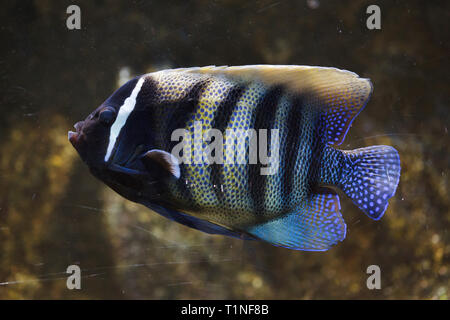 Sixbar kaiserfisch (Pomacanthus sexstriatus), auch als die sechs banded Angelfish bekannt. Stockfoto