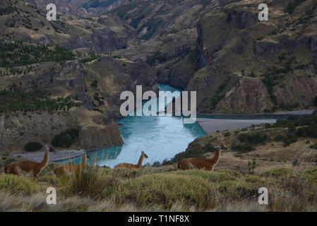 Wilde guanacos in Patagonien Nationalpark, Aysen, Patagonien, Chile Stockfoto