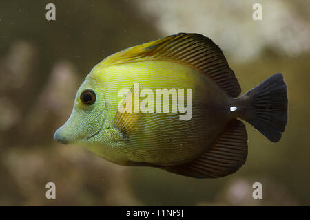 Braun Tang (Zebrasoma scopas), auch als Braune Doktorfische bekannt. Stockfoto