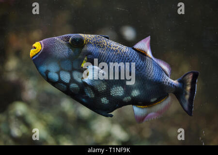 Clown Drückerfisch (Balistoides conspicillum), auch bekannt als Die bigspotted Drückerfische. Stockfoto