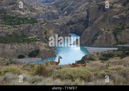 Wilde guanacos in Patagonien Nationalpark, Aysen, Patagonien, Chile Stockfoto