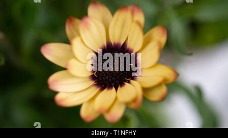 African Daisy blühende Blume im Garten. Orange Symphony African Daisy. Sommer Saison. Stockfoto