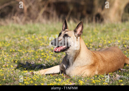 Frühling portrait Hund, Belgischer Schäferhund Malinois Hund in der Natur in gelben Blumen Stockfoto