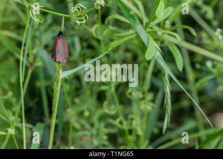 Zinnober Motte auf Gras stammen. Stockfoto