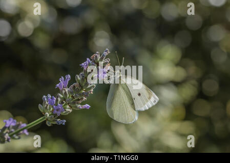 Kleinen weißen Schmetterling am Lavendel gehockt Stockfoto