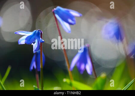 Blaue Blumen sibirische Blausterne (Scilla siberica) vor einem verschwommenen bokeh Hintergrund Stockfoto