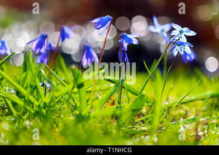 Gruppe von Violett Blau Blumen sibirische Blausterne (Scilla siberica) Hell leuchtendes in der Frühlingssonne Stockfoto