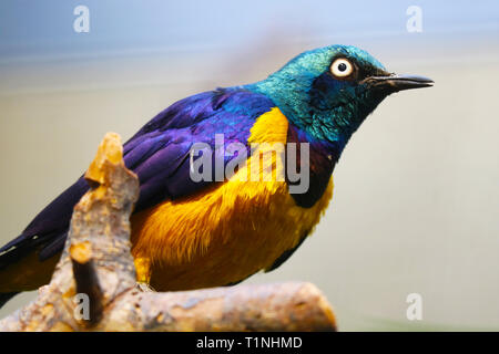 Bunt schimmernde golden-breasted Starling (lamprotornis Regius) aus Afrika sitzt auf einem Ast Stockfoto