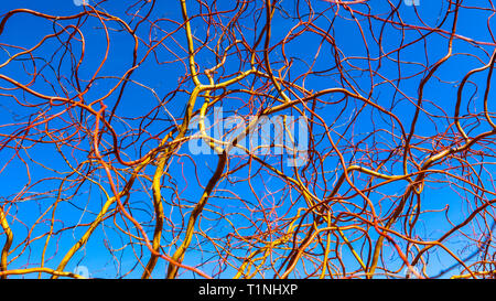 Korkenzieher golden Weidenzweige gegen den blauen Himmel im Winter sonniger Tag. Salix Matsudana. Natürliche Hintergrund Stockfoto