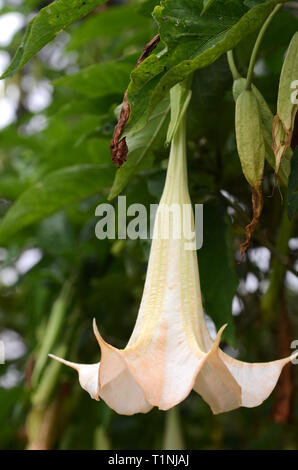 Engelstrompeten Blüten aus der Familie der Solanaceae auch als Angel's trumpet bekannt Stockfoto