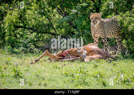 Gepard auf eine männliche Impala töten in der Welgevonden Game Reserve, Südafrika. Stockfoto