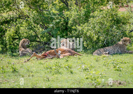 Geparden auf eine männliche Impala töten in der Welgevonden Game Reserve, Südafrika. Stockfoto