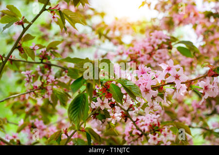 Sakura Blüten im Frühling Park. Kirschblüte Baum im späten Frühjahr. Flora historisch gebildet von Pflanzenarten im Nordwesten von Russland, St. Petersburg Stockfoto