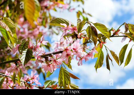 Sakura Blüten im Frühling Park. Kirschblüte Baum im späten Frühjahr. Flora historisch gebildet von Pflanzenarten im Nordwesten von Russland, St. Petersburg Stockfoto