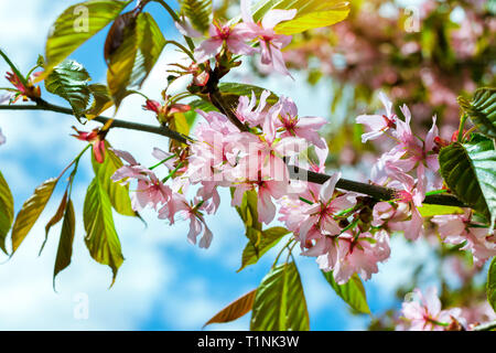 Sakura Blüten im Frühling Park. Kirschblüte Baum im späten Frühjahr. Flora historisch gebildet von Pflanzenarten im Nordwesten von Russland, St. Petersburg Stockfoto