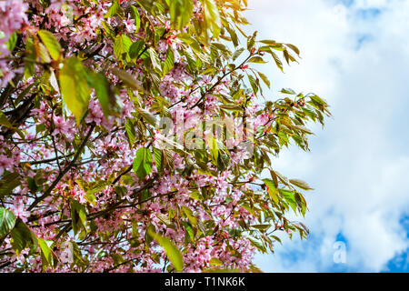 Sakura Blüten im Frühling Park. Kirschblüte Baum im späten Frühjahr. Flora historisch gebildet von Pflanzenarten im Nordwesten von Russland, St. Petersburg Stockfoto