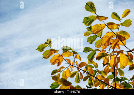 Blätter der Ulme gegen den blauen Himmel Hintergrund. Stockfoto