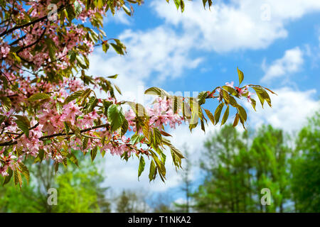 Sakura Blüten im Frühling Park. Kirschblüte Baum im späten Frühjahr. Flora historisch gebildet von Pflanzenarten im Nordwesten von Russland, St. Petersburg Stockfoto