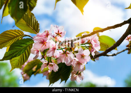 Sakura Blüten im Frühling Park. Kirschblüte Baum im späten Frühjahr. Flora historisch gebildet von Pflanzenarten im Nordwesten von Russland, St. Petersburg Stockfoto
