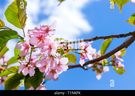 Sakura Blüten im Frühling Park. Kirschblüte Baum im späten Frühjahr. Flora historisch gebildet von Pflanzenarten im Nordwesten von Russland, St. Petersburg Stockfoto