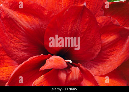 In der Nähe der Griffel eines roten Amaryllis, Blume Stockfoto