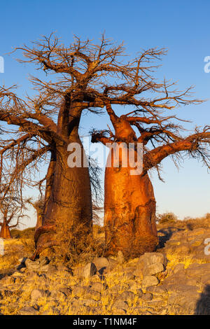 Baobab Bäumen bei Sonnenaufgang Stockfoto