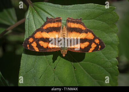 Gemeinsame Jester auf Blatt, Symbrenthia lilaea khasiana, Satakha, Nagaland, Indien Stockfoto