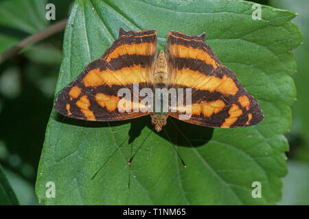 Gemeinsame Jester auf grünes Blatt, Symbrenthia lilaea khasiana, Satakha, Nagaland, Indien Stockfoto