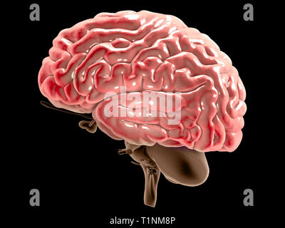 Abschnitt eines Gehirns im Profil gesehen, Teile des Gehirns. Degenerative Erkrankungen, Parkinson, Synapsen, Neuronen, Alzheimer Stockfoto