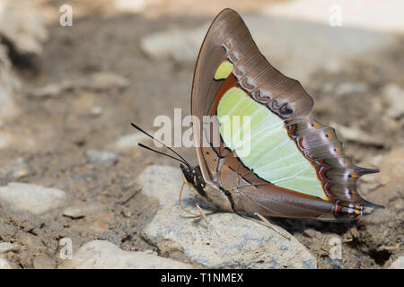 Gemeinsame Nawab, Charaxes athamas Athamas, Satakha, Nagaland, Indien Stockfoto