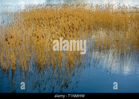 Schilf am Rande des Sees Stockfoto