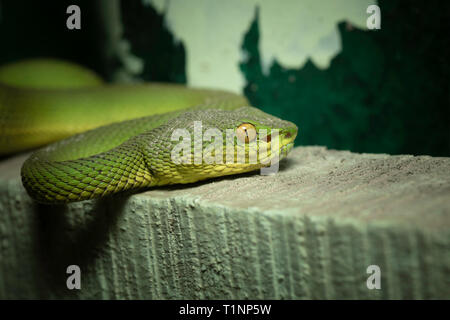 Leiter des Red-tailed Bamboo Pit Viper, ein älterer Name erythrurus, Sunderbans, West Bengal, Indien Stockfoto