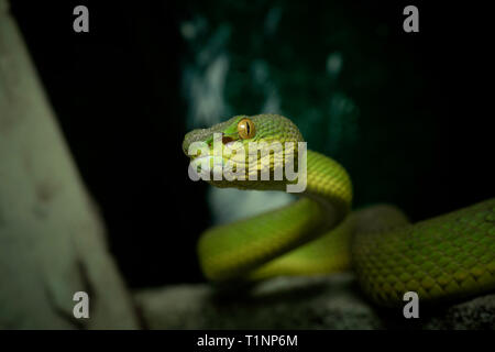 Kopf hoch in der Nähe von Red-tailed Bamboo Pit Viper, ein älterer Name erythrurus, Sunderbans, West Bengal, Indien Stockfoto