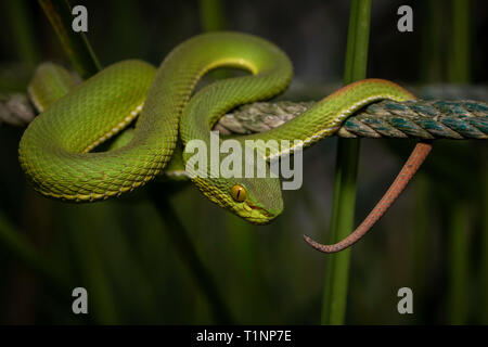 In der Nähe von Rot-Bamboo Pit Viper, ein älterer Name erythrurus, Sunderbans, West Bengal, Indien tailed Stockfoto