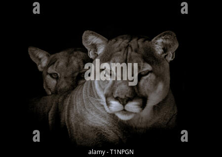 Portrait von auch ein Captive Cougar, Puma bekannt oder Panther in einem Zoo in Südafrika Stockfoto