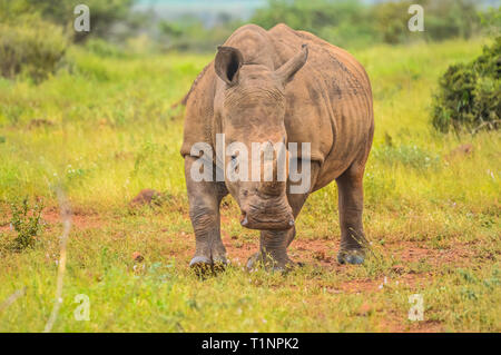 Portrait von niedlichen männliche Stier White Rhino oder Nashorn in einer Gruppe in der Krüger Nationalpark in Südafrika Stockfoto