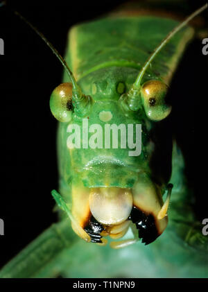 Winkel - Flügel katydid (Microcentrum sp.) mit Schutzbacken ausbreiten. Foto in Northern Virginia übernommen. Stockfoto