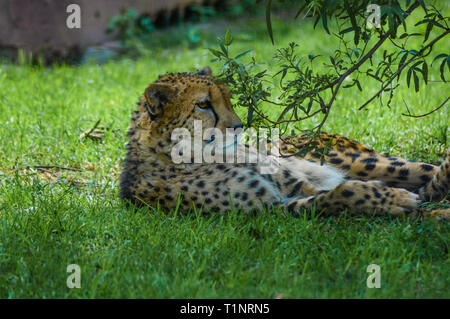 Authentische True South African Safari Erfahrung in buschfeld in einem Naturschutzgebiet Stockfoto