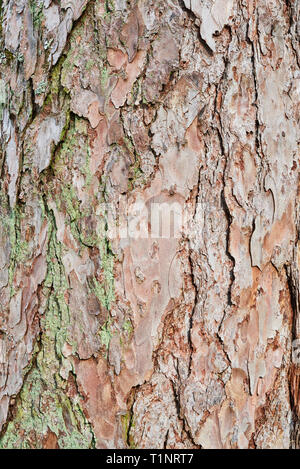 Geprägte Beschaffenheit der Rinde von Red Pine. Pinienrinde Hintergrund. Nahaufnahme der sehr detaillierten Baumrinde Textur. Natur Holz Hintergrund. Stockfoto