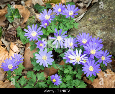 Blautöne anemone Blumen (Anemone blanda) im Garten in Mitte März in Central Virginia. Stockfoto