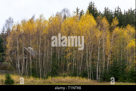 Kabine hinter einer Wand aus schönen Birken im Herbst Farben ausgeblendet Stockfoto