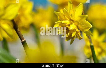 Narzisse 'Rip Van Winkle' Stockfoto