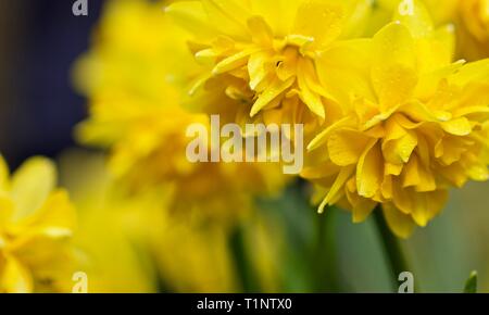Narzisse 'Rip Van Winkle' Stockfoto