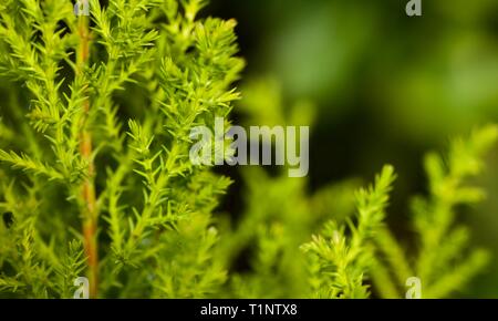 Flache Tiefenschärfe Foto von einem Nadelbaum zeigt die verblüffende Detailtreue Stockfoto